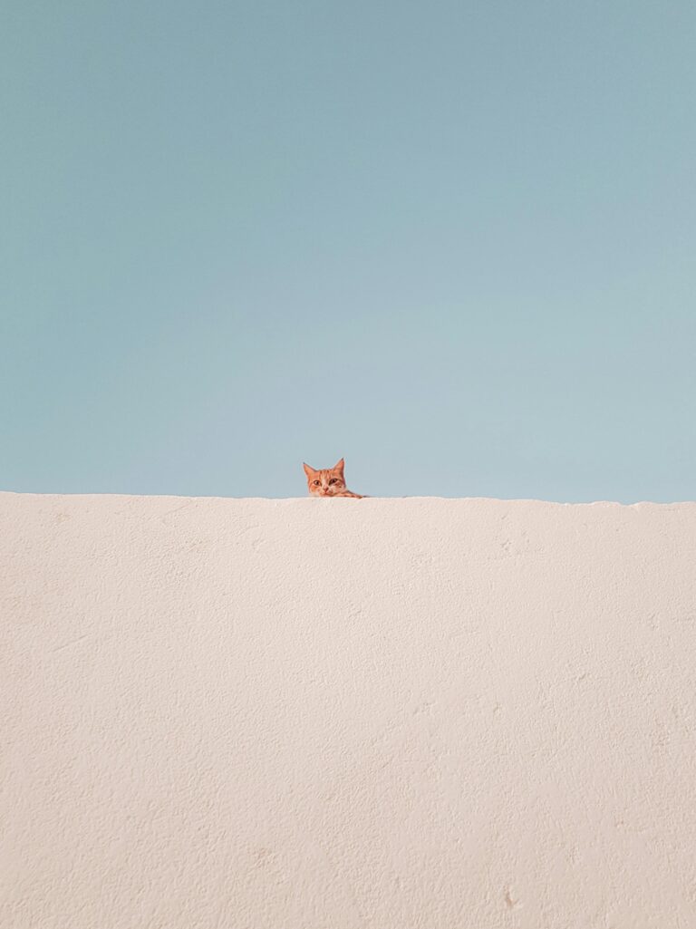 pexels-nomino-3069334